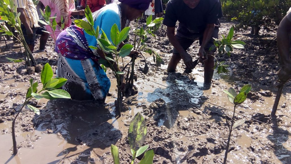 Mangroove Forest Restoration at Tudor, Mombasa