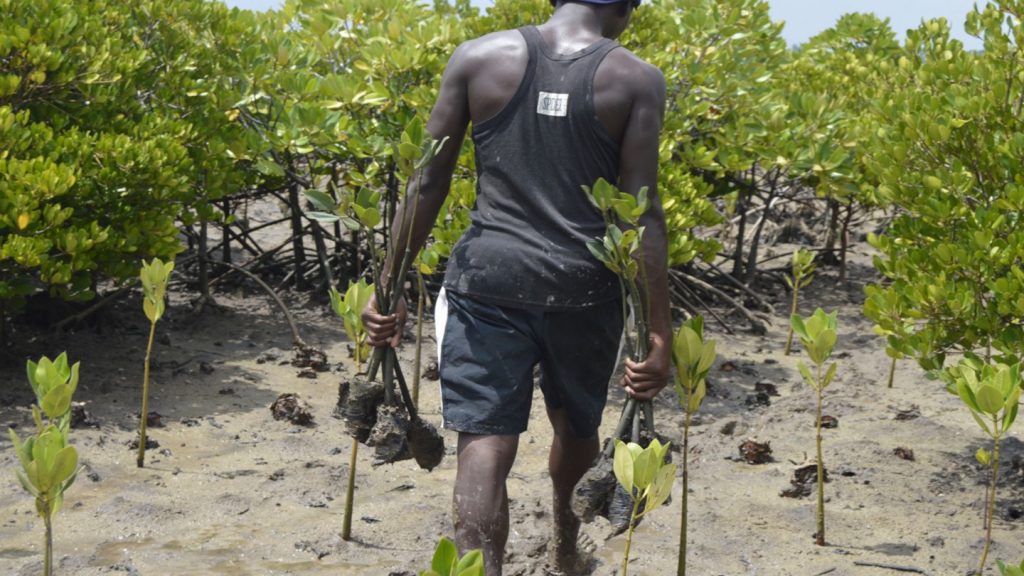 Mangroove Forest Restoration at Tudor, Mombasa